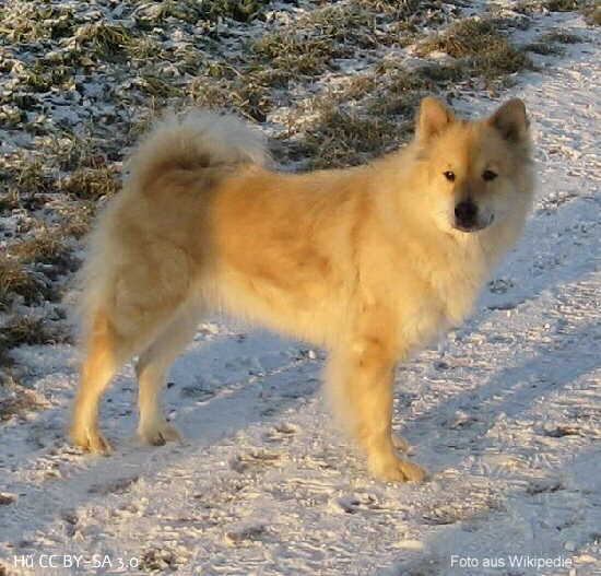 Ein Eurasier